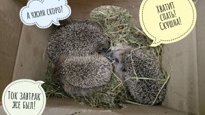 Нашла логово Ежиного Босса! Самый огромный Ёж в деревне проснулся. Маленькие еженёнки ленятся