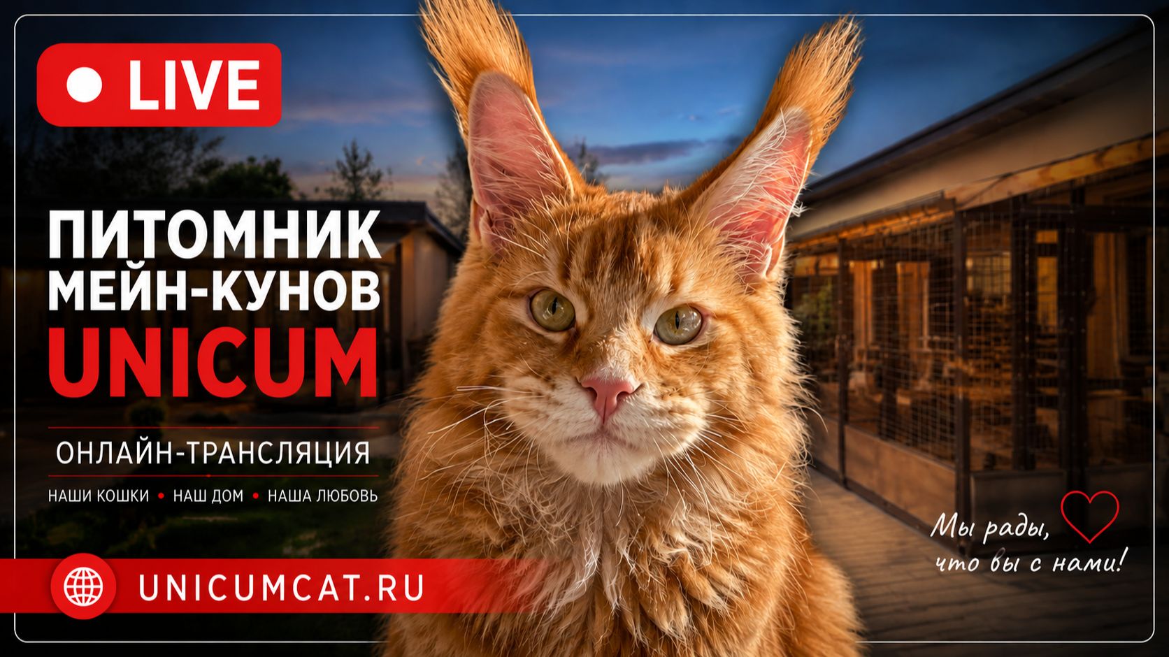 🐱 Камеры с котами мейн-кун онлайн — смотрим за котятами в прямом эфире смотреть онлайн