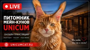 🐱 Камеры с котами мейн-кун онлайн — смотрим за котятами в прямом эфире