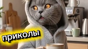 🔥 ГЛАВНЫЙ ЗАКОН КОШАЧЬИХ ТАНЦЕВ