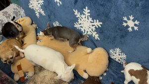 Все сегодня с удовольствием полакомились, и конечно на диван с костями.