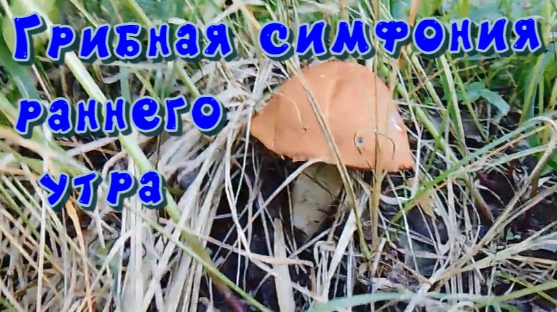 Грибная симфония раннего утра смотреть онлайн