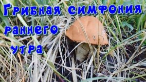 Грибная симфония раннего утра