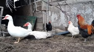 Самообеспечение и побег от зарплатного рабства