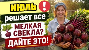 Свекла МЕЛКАЯ 90% дачников НЕ знают что ей нужно!