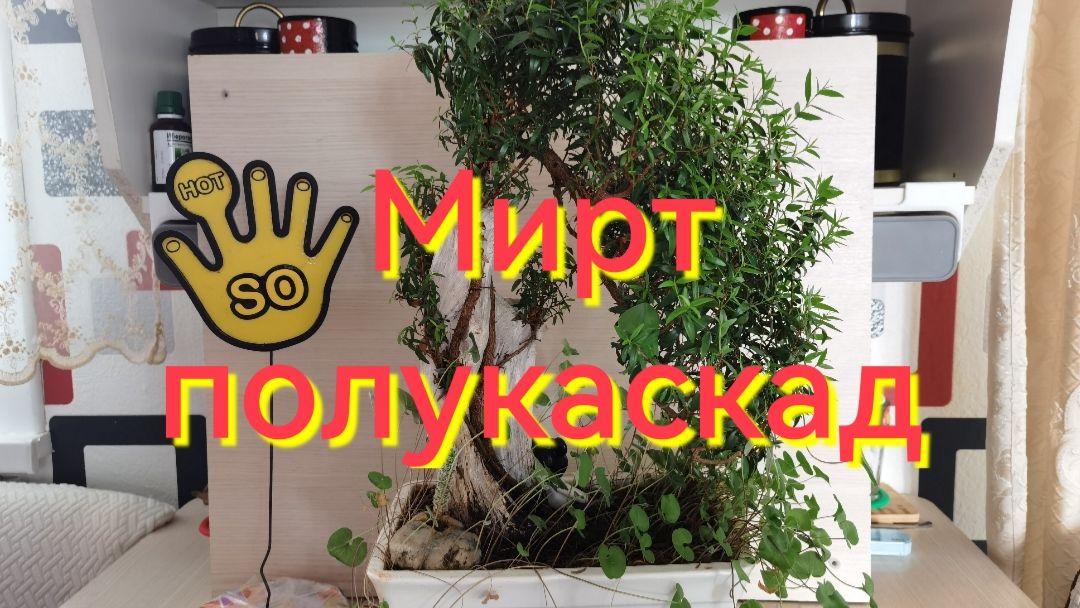 Бонсай из Мирта стиль Полукаскад. Хан Кенгай