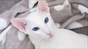 Звук ласкового мяуканья кошки. Звуки кошки. Звуки для котов