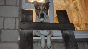 Не купишь совесть ,не купишь честь