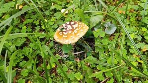 🍄🍄🍄Тихая охота.25.07.26г.🤗🥰🍄🍄🍄