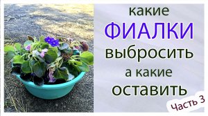 Фиалки выбросить или нет ? Часть 3.