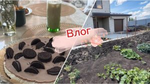 Влог, закупка продуктов, урожай и потолки