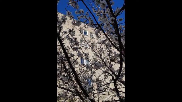 2018 Апрель-Май(Москва, Тифлис, 23 апреля, посиделки в гараже, Первый выезд на Волгу,1 мая, 9 мая) смотреть онлайн