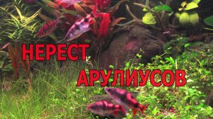 Нерест арулиусов (Dawkinsia arulius) в травнике с разными барбусами.
