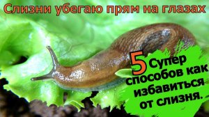 Появились Слизни в саду огороде бегут уже через  минуту. 5 Супер способов как избавиться от слизня.