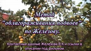 Метод облагораживания подвоев по Железову.