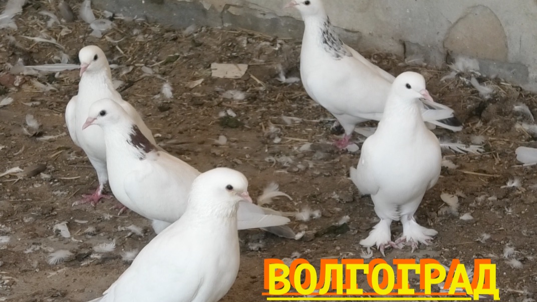 Голубеводы в гостях у Арарата Назарян в Волгограде! 2026 смотреть онлайн