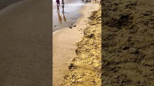Пляжи Анапы превратились в глиняные рвы