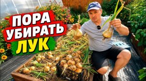 2 основных признака, что пора убирать лук репчатый с грядки 🧅