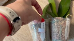 Орхидеи 🌺 Распаковка посылки   📦 🦋🩷