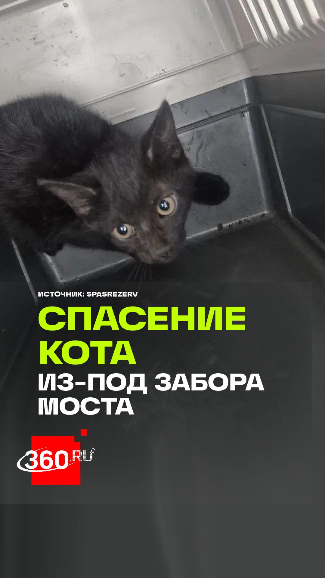 Голова и лапа в бетонной ловушке: трогательное спасение кота у метромоста смотреть онлайн