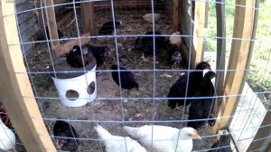🤗🐔ЦЫПЛЯТ ПО ОСЕНИ СЧЕТАЮТ🐔🤗
