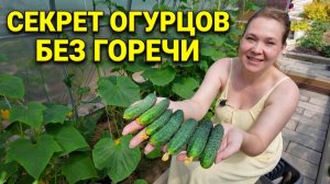 Как вырастить сладкие огурцы без горечи - чем подкормить и какой сорт выбрать