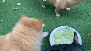 Все ждут вкусненького, Донечка сегодня самая требовательная.