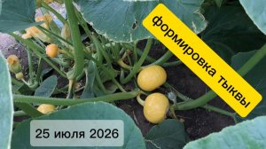 Формировка тыквы. 25 июля сезон 2026