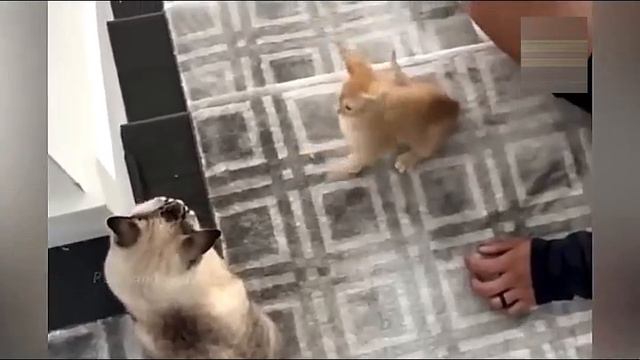 Всячинки смотреть онлайн
