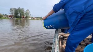 Запуск осетра (1)