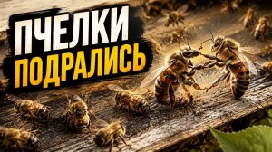 Пчелки подрались