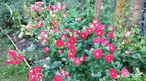 Роза Шоне Кобленцерин - одна из лучших флорибунд Кордеса,