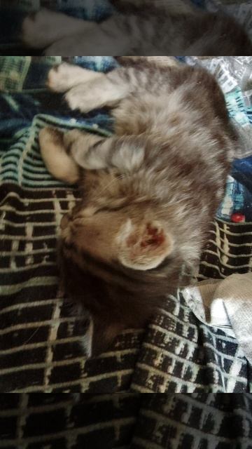 ЧЕРНЫШ MEOW - ЗЛОЙ КОТЯРА!Клип на 30 подписчиков