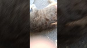 КОШКА 🐱🐱🐱