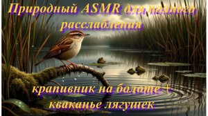 Природный ASMR: крапивник на болоте + кваканье лягушек — для полного расслабления