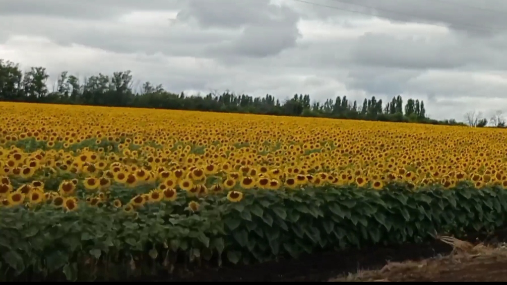 Подсолнухи повернулись к солнцу 🌻 смотреть онлайн