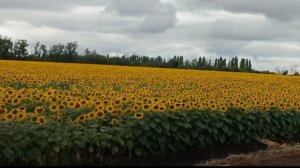 Подсолнухи повернулись к солнцу 🌻
