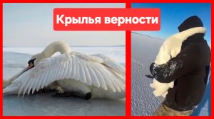 Основано на реальных событиях. Крылья верности ❤️