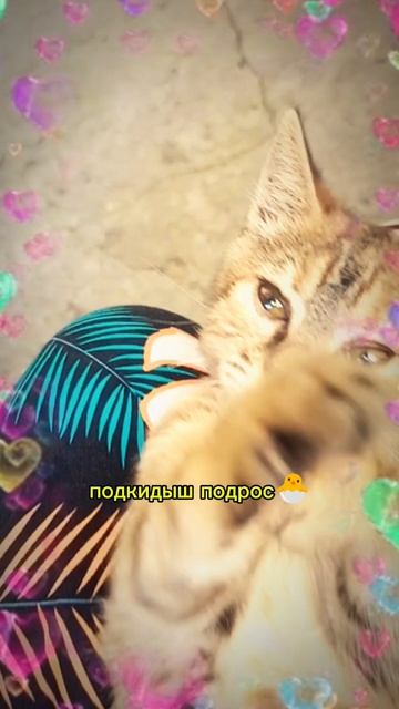Подкидыш с улицы 🐣 
Растёт малыш 😊