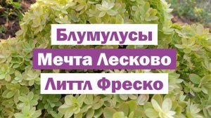 Обзор метельчатых гортензий: БЛУМУЛУСЫ, МЕЧТА ЛЕСКОВО, ЛИТТЛ ФРЕСКО
