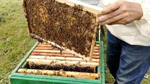 25 июля НЕОБЫЧНУЮ СИТУАЦИЮ ИСПРАВИТЬ до ОСЕНИ смотреть онлайн