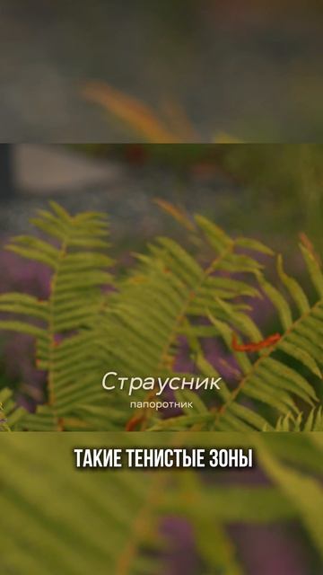 Не знаете, что посадить в тени? Эти растения спасут ваш участок #ландшафт #дача #garden