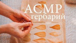 АСМР для тонко чувствующих бытовую поэзию / шуршание / раскладывание гербария