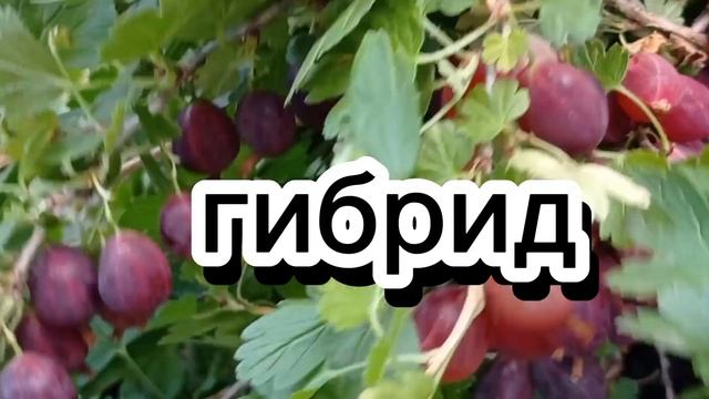 Урожай в саду: огурцы, йошта, яблоки 🍏 смотреть онлайн