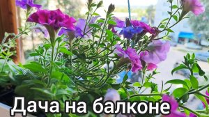 Дача на балконе 2026г