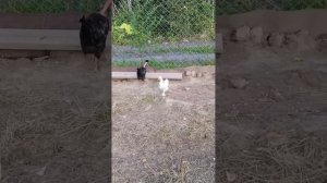 Мои куры