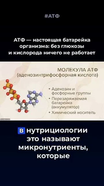 Молекулы #атф