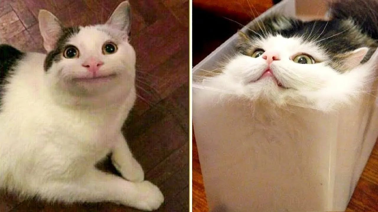СМЕШНЫЕ КОТЫ | ЛУЧШИЕ ПРИКОЛЫ С КОТАМИ, СОБАКАМИ, КОШКИ, СОБАКИ, ЖИВОТНЫЕ, СМЕШНОЕ ВИДЕО смотреть онлайн