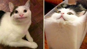 СМЕШНЫЕ КОТЫ | ЛУЧШИЕ ПРИКОЛЫ С КОТАМИ, СОБАКАМИ, КОШКИ, СОБАКИ, ЖИВОТНЫЕ, СМЕШНОЕ ВИДЕО