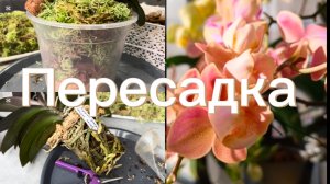 ПЕРЕСАДКА взрослой ОрХиДеИ ✅  #орхидеи